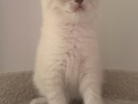 Güzeller Güzeli Yavru Kediler