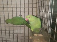 Pakistan papağanlar