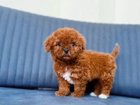Toy Poodle 65 Günlük
