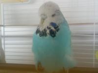 Vasıflı show jumbo dişi muhabbet kuşu