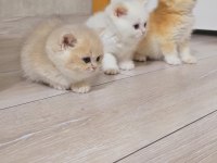 Her Kodda Disi Erkek Show Kalite Safkan