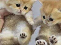 British Shorthair Golden Yavrular Şecereli Üst Kalite