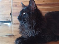 Karakteri Cüssesi Ve Dopdolu Şeceresi İle Maine Coon Ercüment