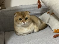 Bu kedi safkan golden evinizi şenlendirecek