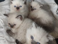 Safkan Üretim British Shorthair