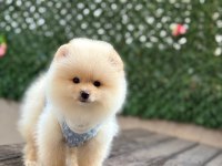 Gülen Yüz Pomeranian Yavrular