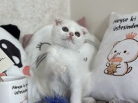 Dişi Kar Beyazı Scottish Fold