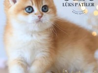 Işıltılı Golden British Shorthair Ny11