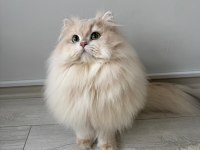 Şecereli Blue Golden Shaded (Ay12) Kedime Eş Arıyoruz