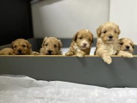 Orjinal Sağlıklı Maltipoo Bebekler