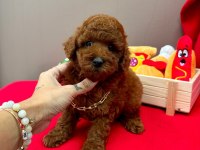 Safkan Toy Poodle Yavru Köpekler