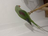 Ele alışkın alexander papağanımız