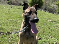 4 Aylık Safkan Belçika Kurdu