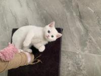 Güzeller güzeli maviş kız kedimiz