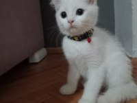 British shorthair kediler