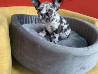 50 günlük merle french bulldog