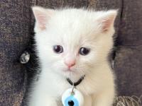 Yeni British Yavrularımız Rezerveli İlanda