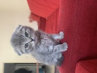 55 Günlük Scottish Fold Erkek Bebeğim
