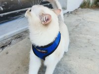 British shorthair kedimiz
