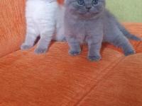 Süper Kalite British Shorthair Yavrular