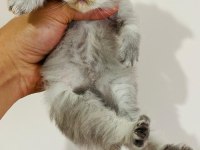 British Longhair Prenses Kedim