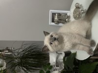 British yavrumuz yeni yuvasını bekliyor