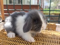 Hollanda teddy lop tavşan yavrular