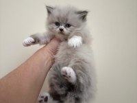 British Longhair-Shorthair Ve Scottish Fold Yavrular