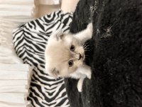 Teslime hazır scottish fold pamuk gibiler
