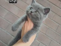 Yavru Kedilerimiz Yeni Yuvalarını Arıyorlar