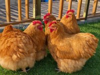 Üreticiden sağlıklı ve ırk özellikli orpington civciv ve yumurta