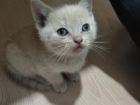 Kedilerime Yuva Olurmusun