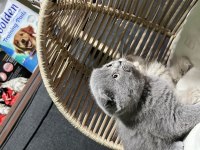 Scottish fold yavru erkek