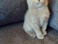 Gri Ve Lilac Renk Erkek Dişi British Shorthair Yavrular