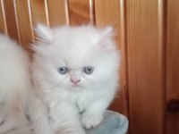 British longhair ve golden point yavrularımız