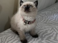 Ayı surat british shorthair bebekler