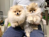 Teddy bear pomeranian boo yavruları