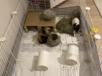 5 Aylık Guinea Pig Çifti