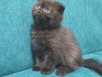 Scottish Fold Yavruları Teslime Hazır