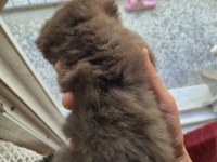 Scottish Fold Cinnamon