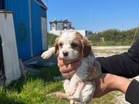 Satılık 45 Günlük American Cocker Yavrular Yeni Yuva Arıyor