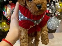 Dünya Tatlısı Toy Poodle Yavruları