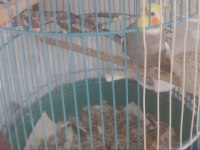 Al Yanaklı Dişi Sultan Papağanım