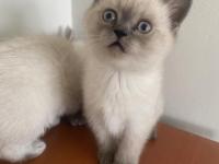 British bluepoint yavrularımız yeni yuvalarına gitmeye hazırlar