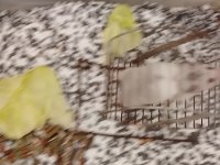 Suriye 2 Erişkin Erkek Hamster