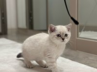 Lynx point british shorthair yavrumuz