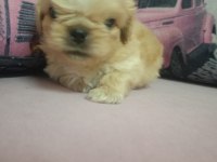 İki Adet Pekinez Erkek