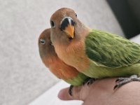 4 Ve 5 Şubat Yumurta Çıkışlı Sevda Papağanı