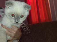 2 adet yavru scottish fold sahiplendirilecektir