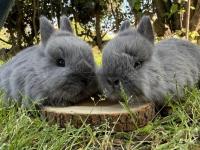 Orjinal netherland dwarf cüce tavşan
